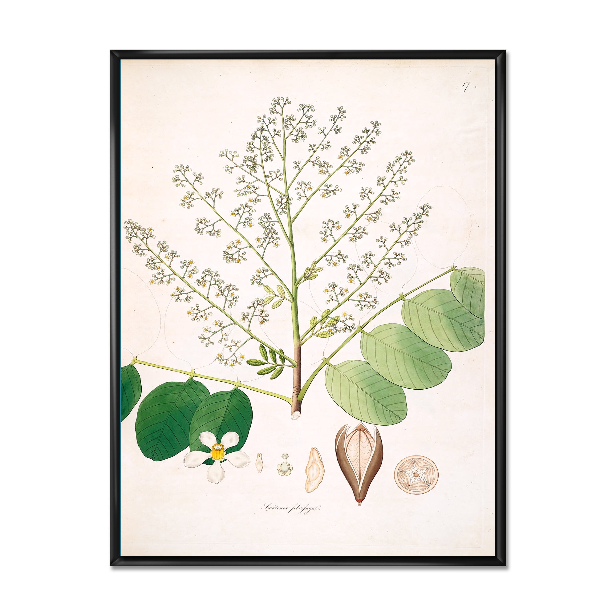 Designart 'Ancient Botanicals XVI' Farmhouse Framed Canvas Wall Art Print