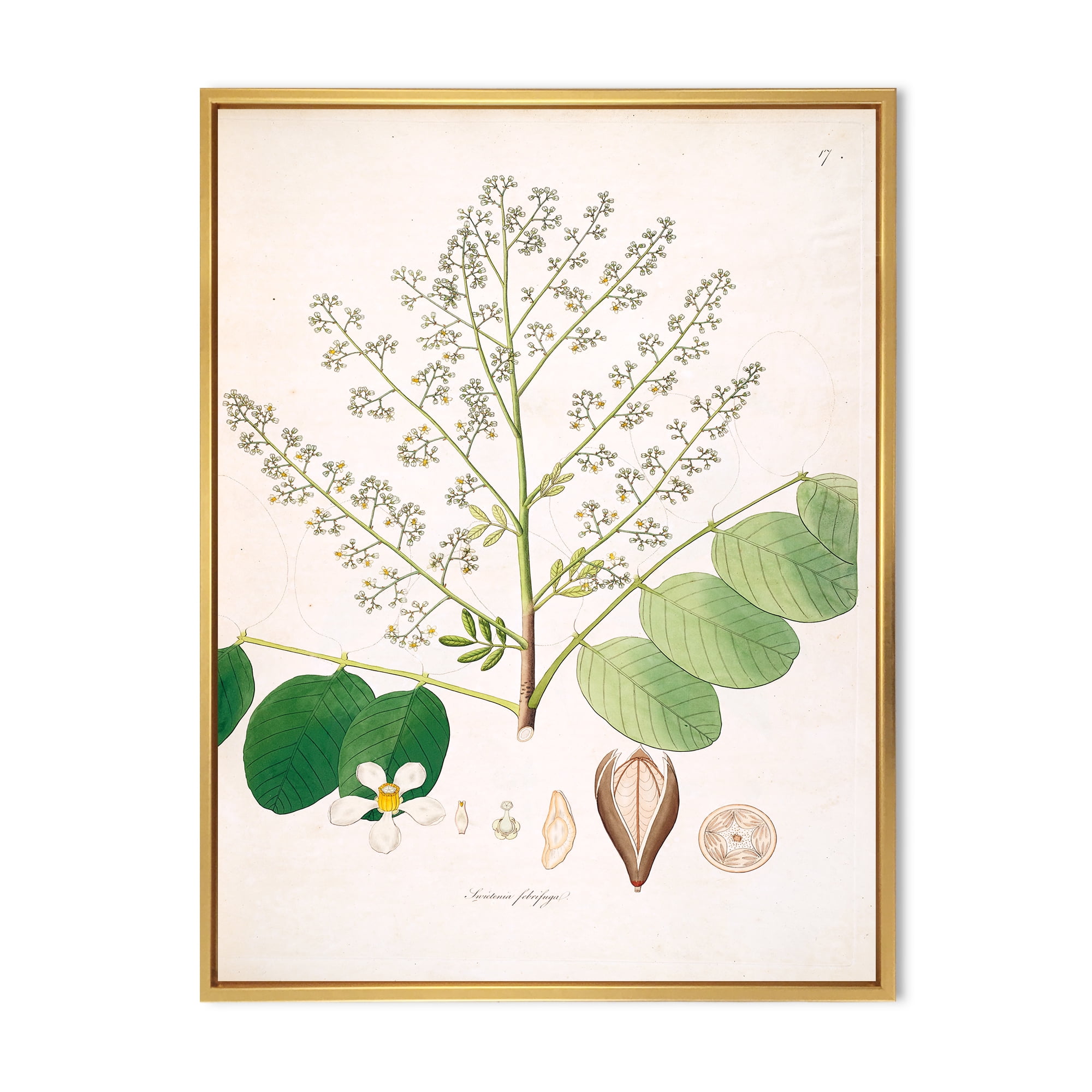 Designart 'Ancient Botanicals XVI' Farmhouse Framed Canvas Wall Art Print