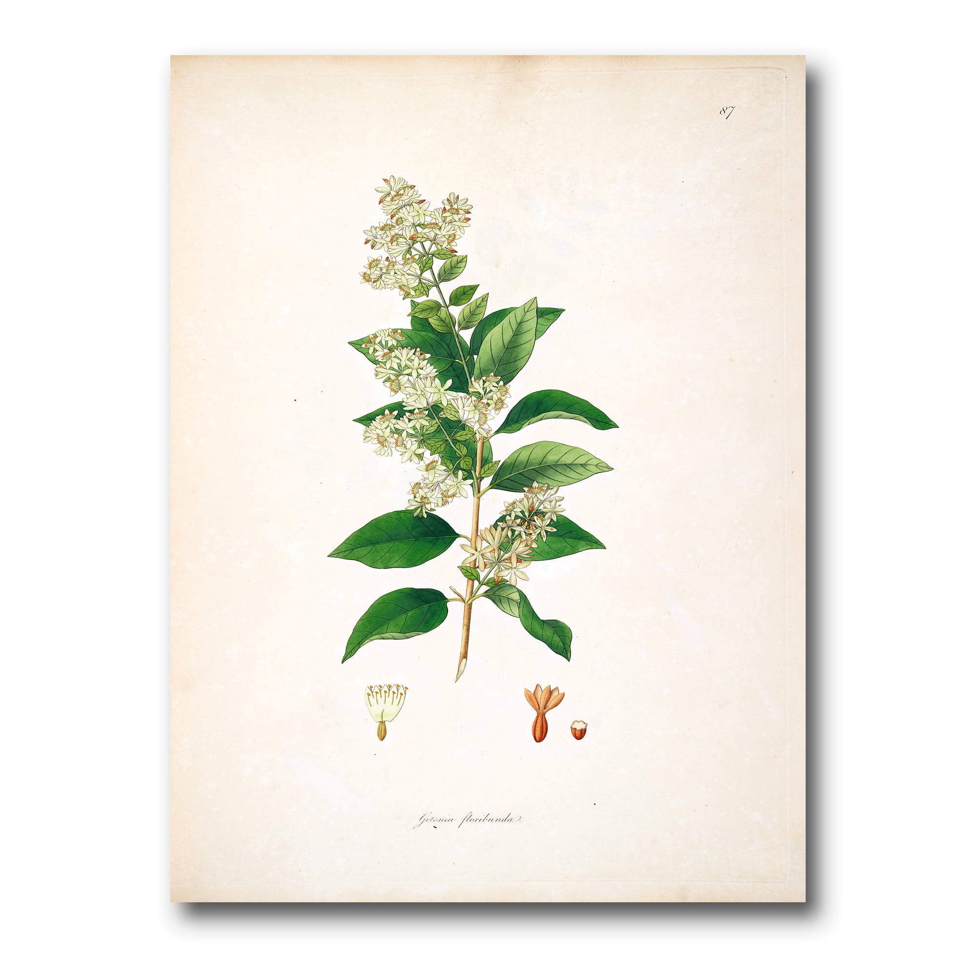 Designart ' Ancient Botanicals XVII ' Farmhouse Canvas Wall Art Print