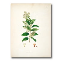 Designart ' Ancient Botanicals XVII ' Farmhouse Canvas Wall Art Print