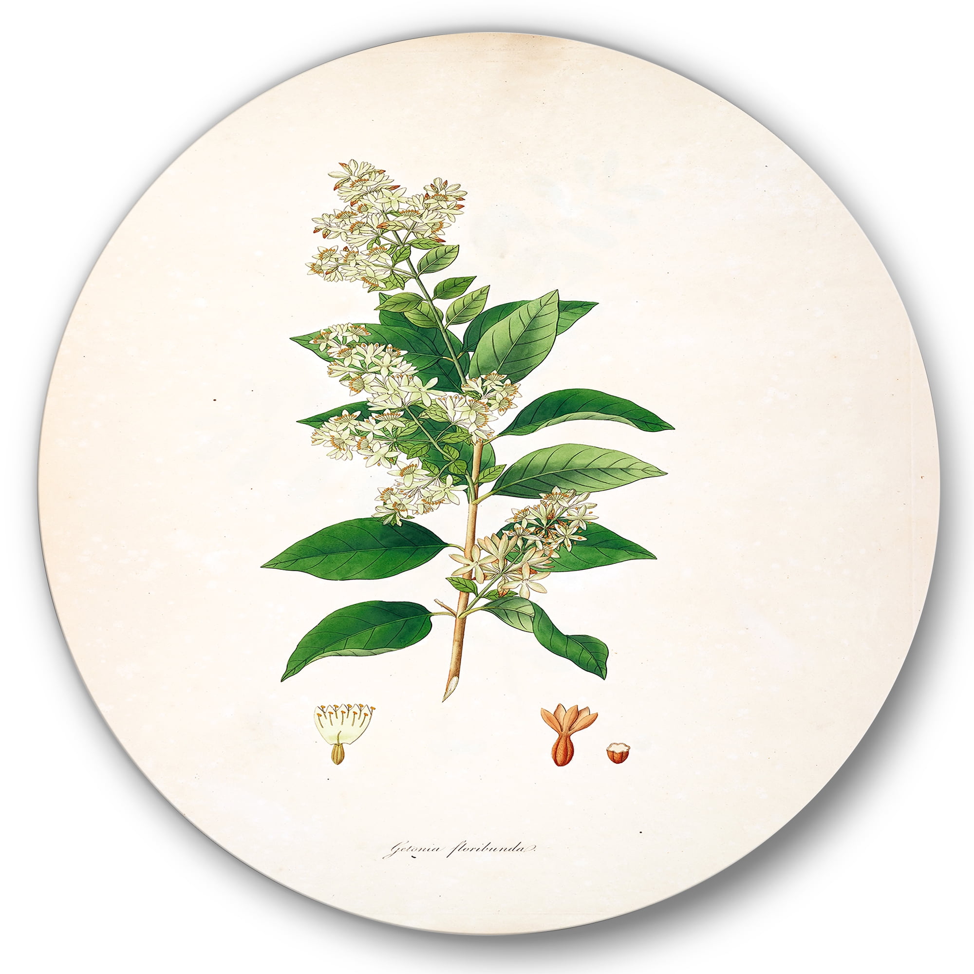Designart 'Ancient Botanicals XVII' Farmhouse Circle Metal Wall Art 23x23 - Disc of 23