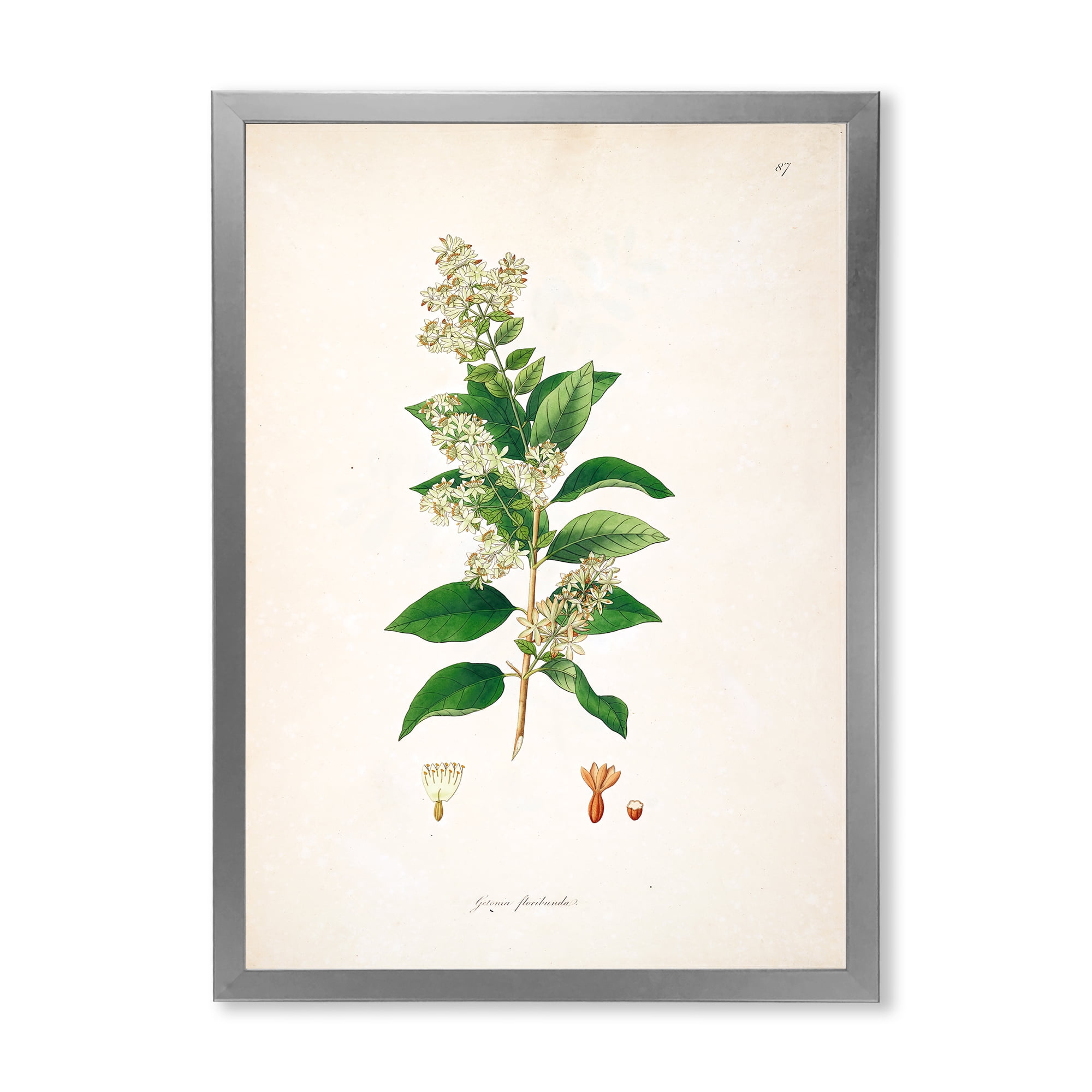 Designart 'Ancient Botanicals XVII' Farmhouse Framed Art Print