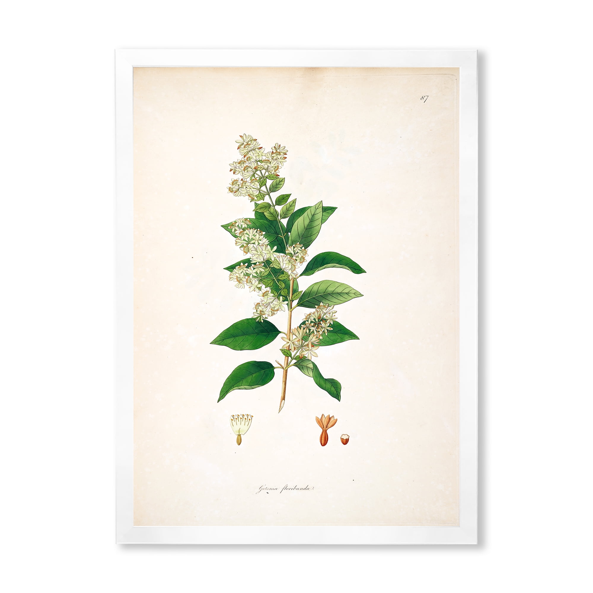 Designart 'Ancient Botanicals XVII' Farmhouse Framed Art Print