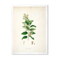 thumbnail image 1 of Designart 'Ancient Botanicals XVII' Farmhouse Framed Art Print, 1 of 4