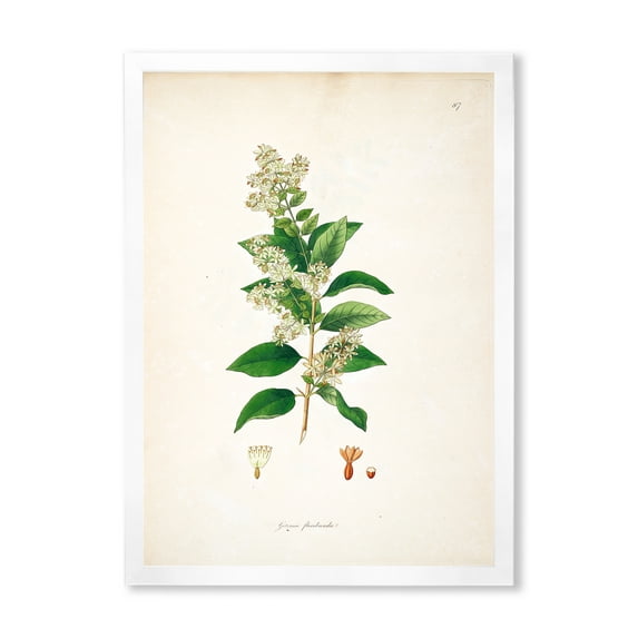 Designart 'Ancient Botanicals XVII' Farmhouse Framed Art Print