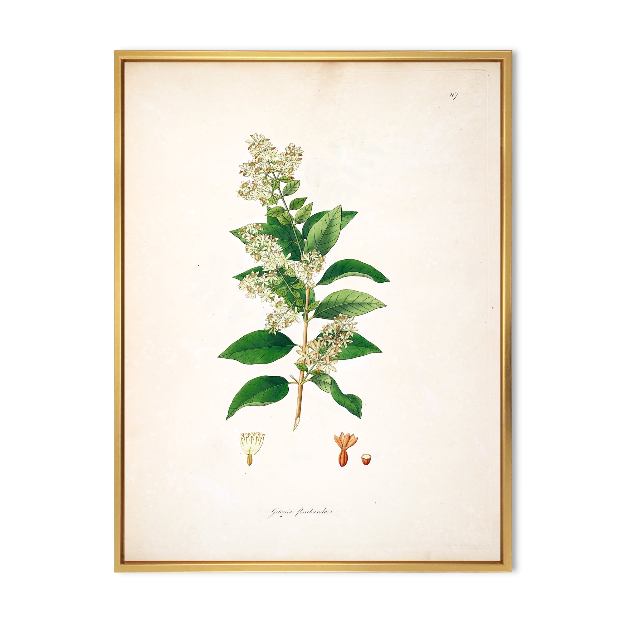 Designart 'Ancient Botanicals XVII' Farmhouse Framed Canvas Wall Art Print