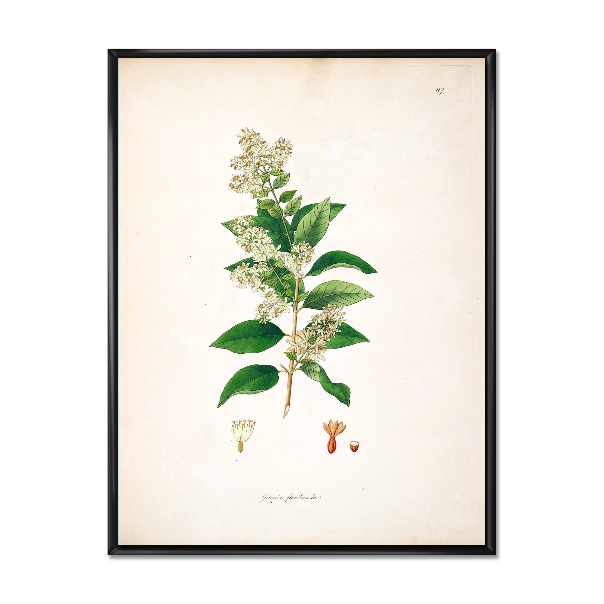 Designart 'Ancient Botanicals XVII' Farmhouse Framed Canvas Wall Art Print