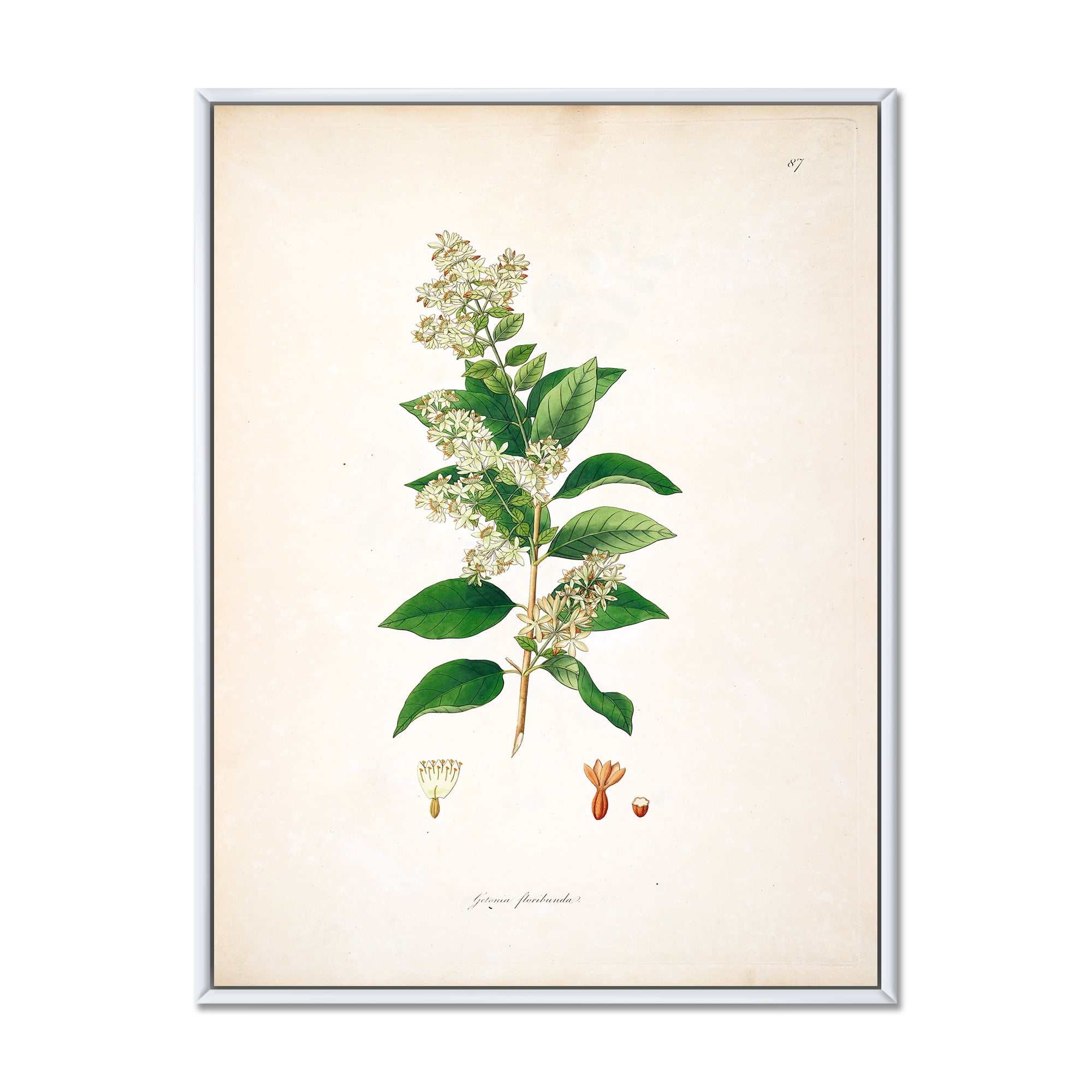 Designart 'Ancient Botanicals XVII' Farmhouse Framed Canvas Wall Art Print