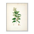 thumbnail image 1 of Designart 'Ancient Botanicals XVII' Farmhouse Framed Canvas Wall Art Print, 1 of 5