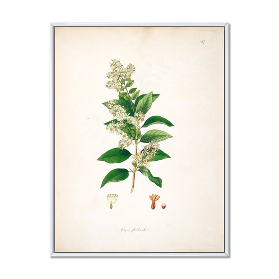 Designart 'Ancient Botanicals XVII' Farmhouse Framed Canvas Wall Art Print