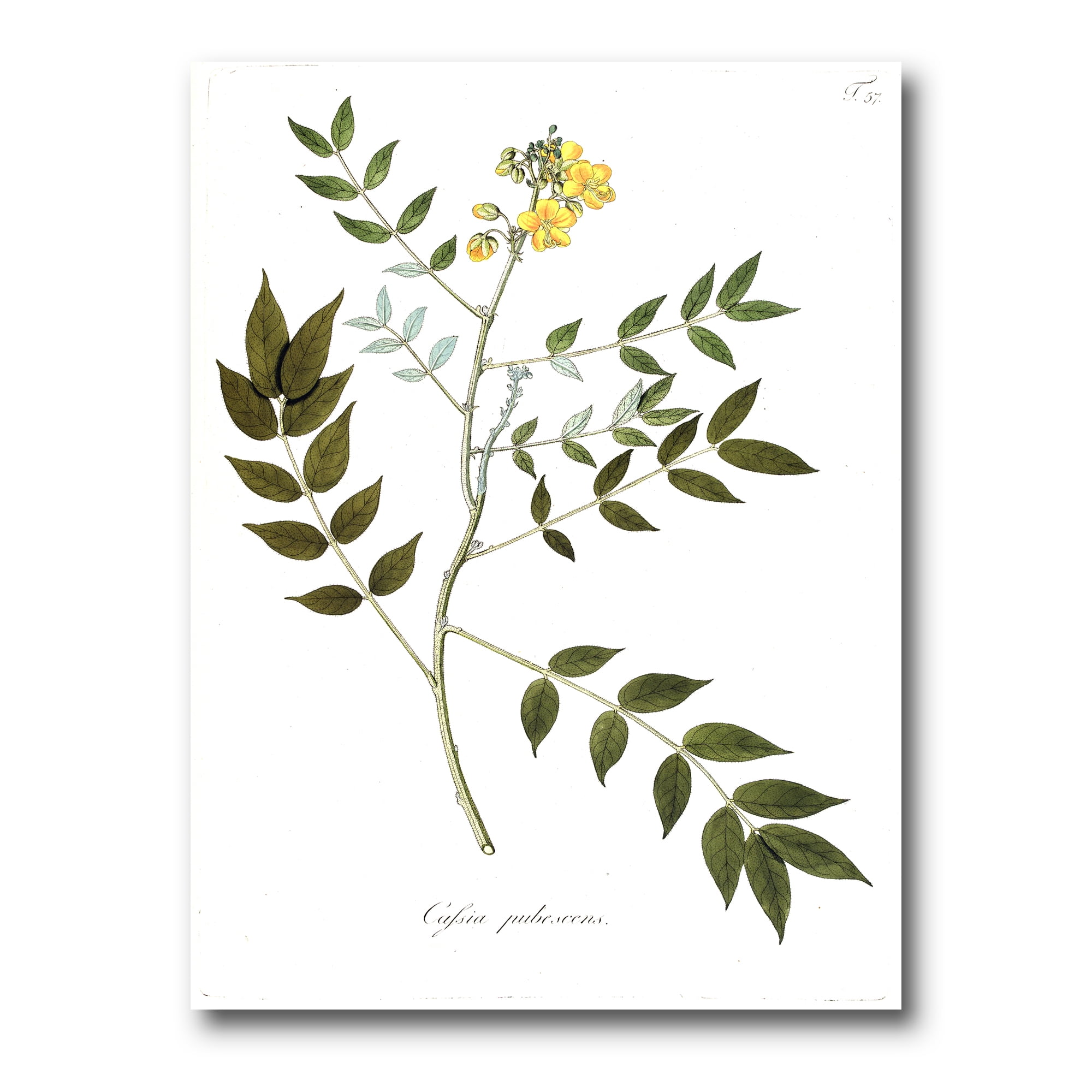 Designart ' Ancient Botanicals XVIII ' Traditional Canvas Wall Art Print