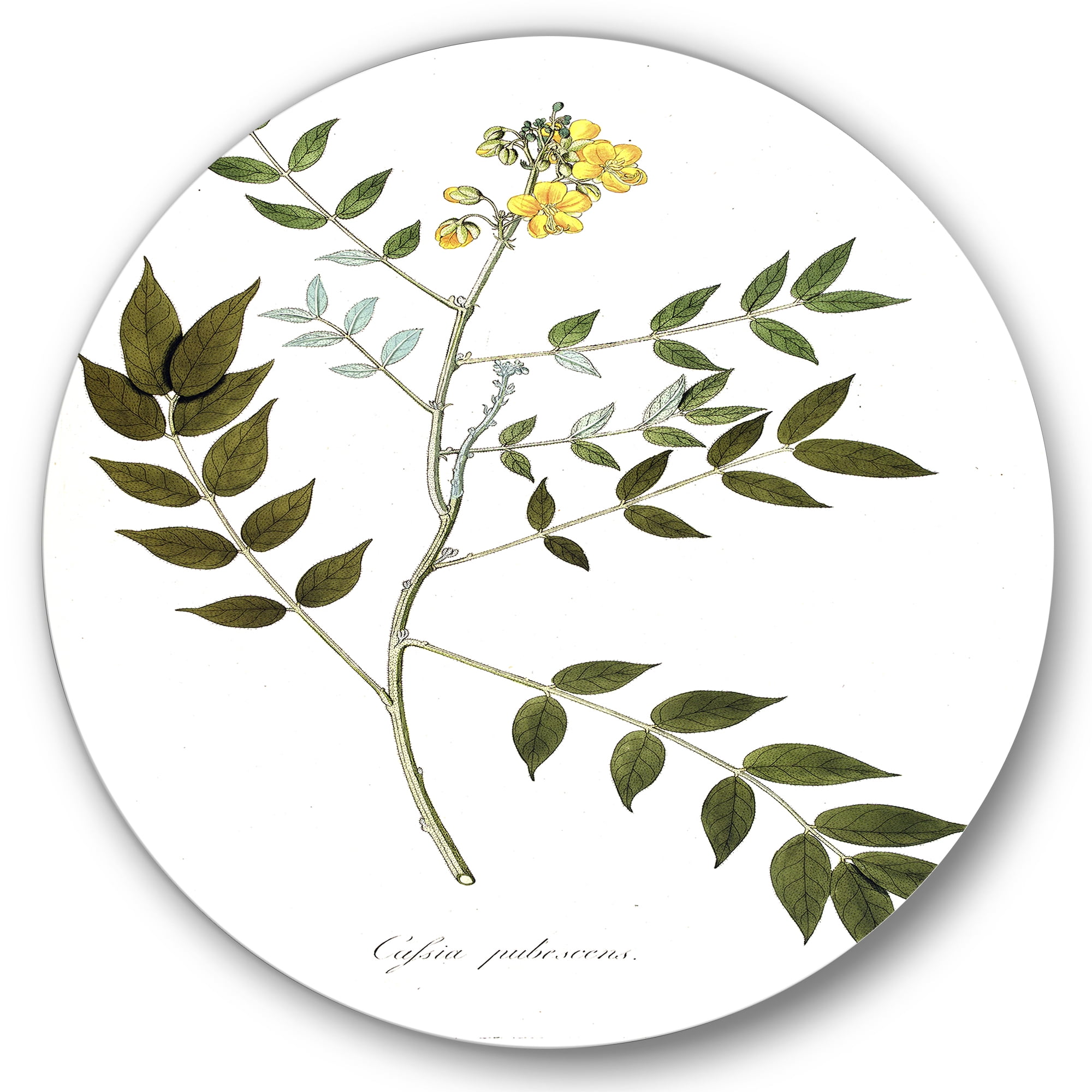 Designart 'Ancient Botanicals XVIII' Traditional Circle Metal Wall Art 11x11 - Disc of 11