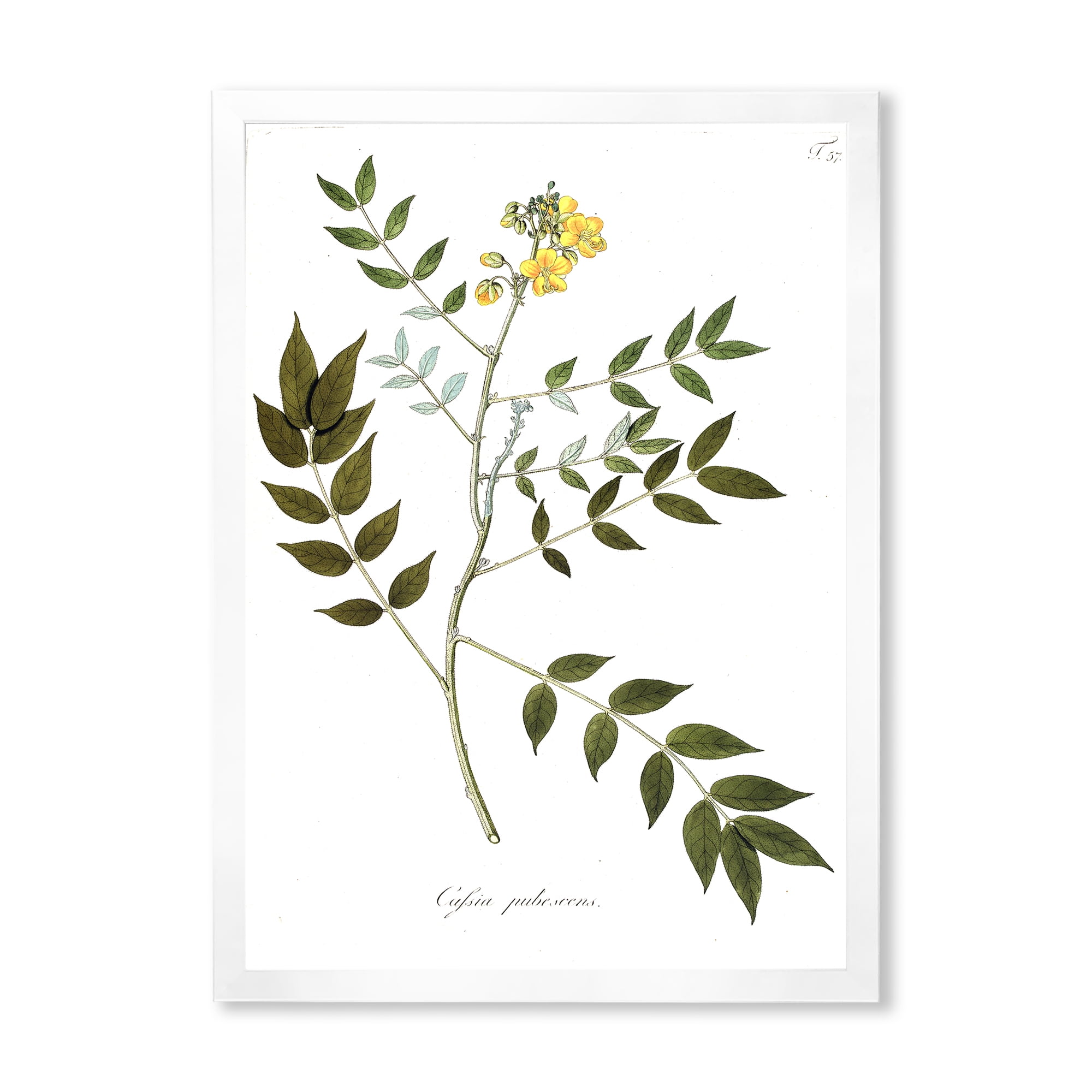 Designart 'Ancient Botanicals XVIII' Traditional Framed Art Print