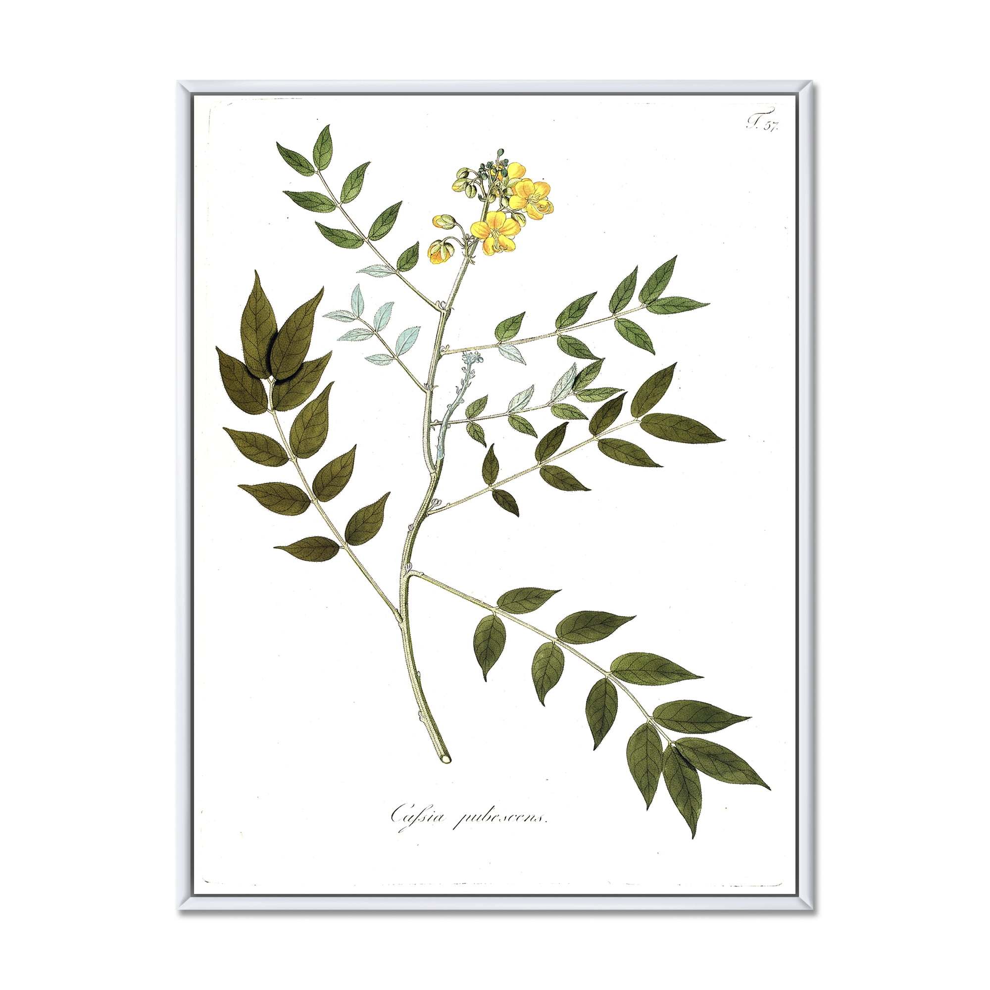 Designart 'Ancient Botanicals XVIII' Traditional Framed Canvas Wall Art Print