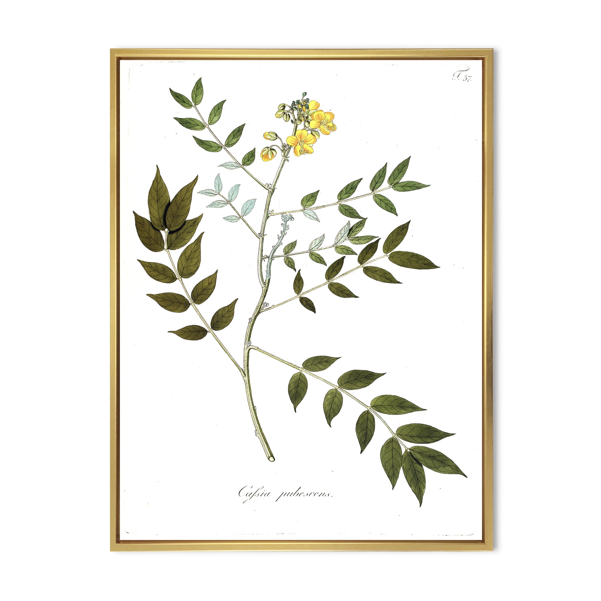 Designart 'Ancient Botanicals XVIII' Traditional Framed Canvas Wall Art Print
