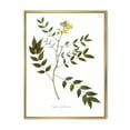 thumbnail image 1 of Designart 'Ancient Botanicals XVIII' Traditional Framed Canvas Wall Art Print, 1 of 5