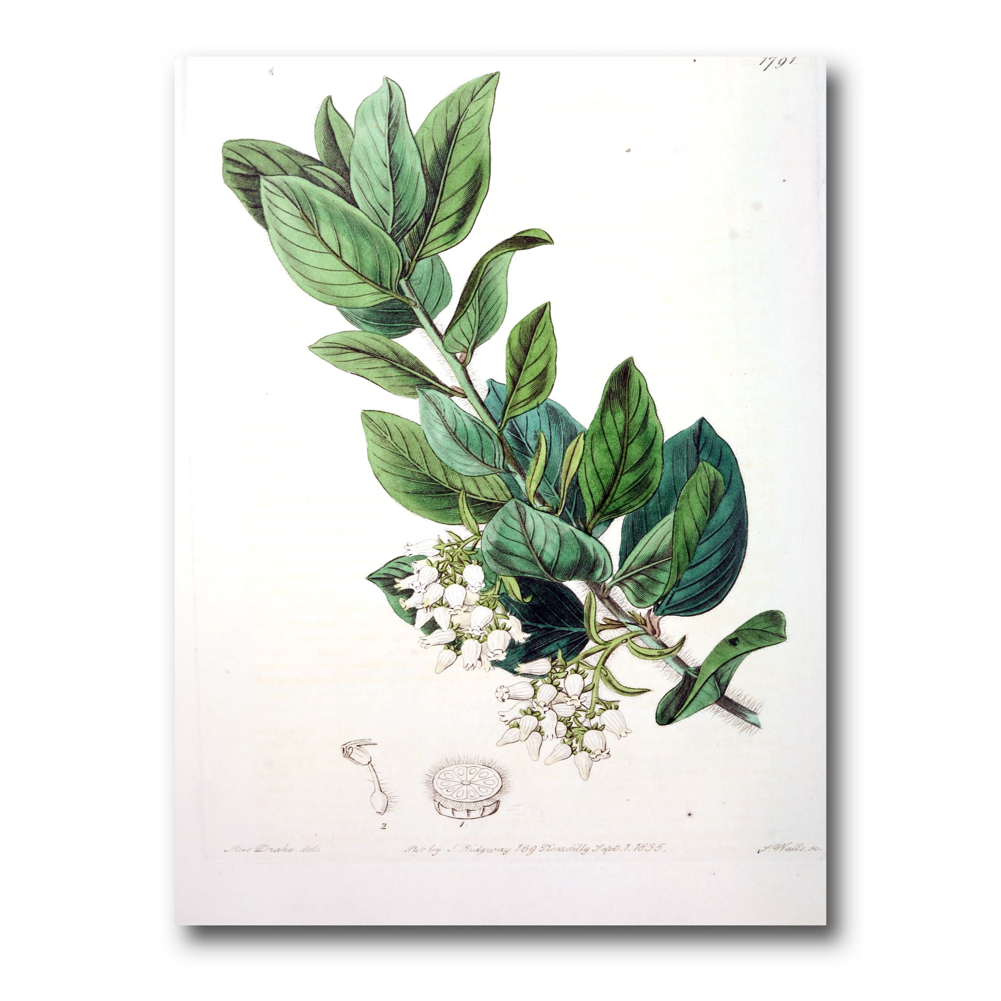 Designart ' Ancient Botanicals XX ' Traditional Canvas Wall Art Print