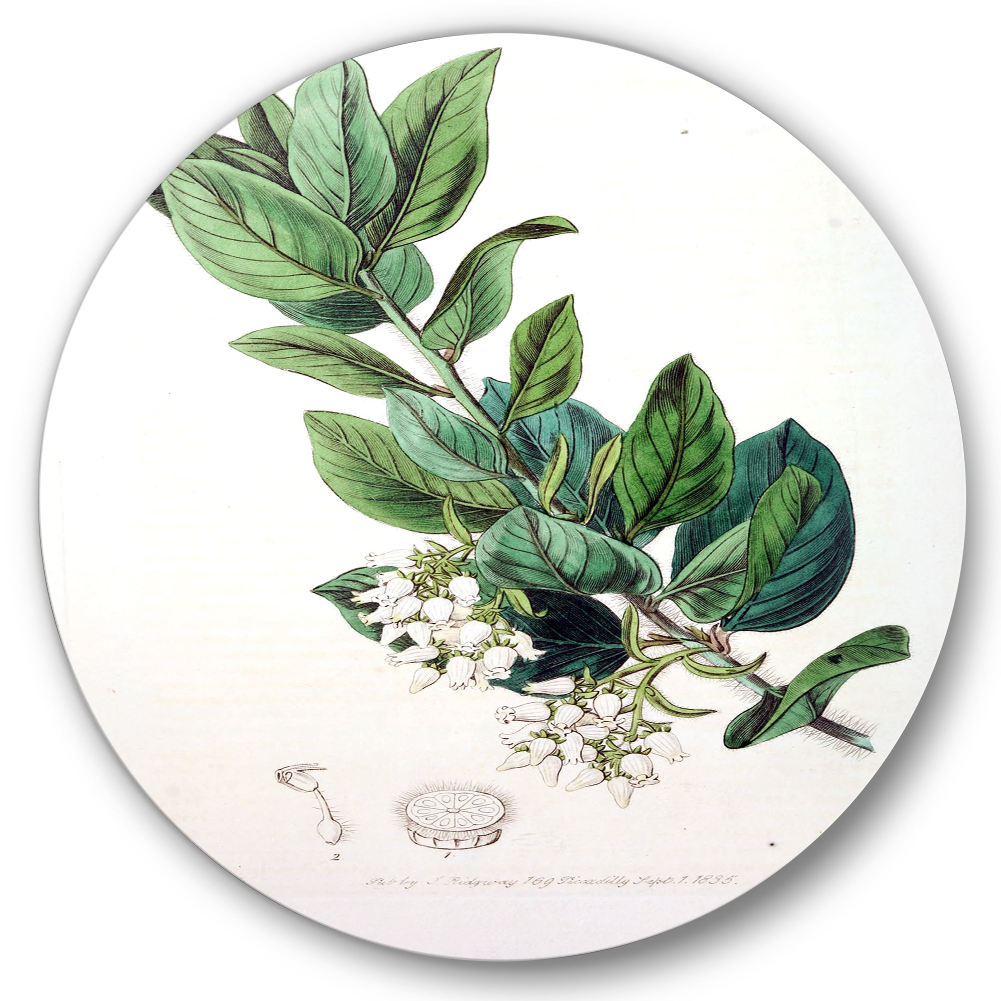 Designart 'Ancient Botanicals XX' Traditional Circle Metal Wall Art 23x23 - Disc of 23