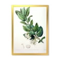 thumbnail image 1 of Designart 'Ancient Botanicals XX' Traditional Framed Art Print, 1 of 4