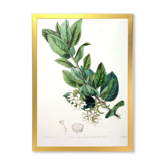 Designart 'Ancient Botanicals XX' Traditional Framed Art Print