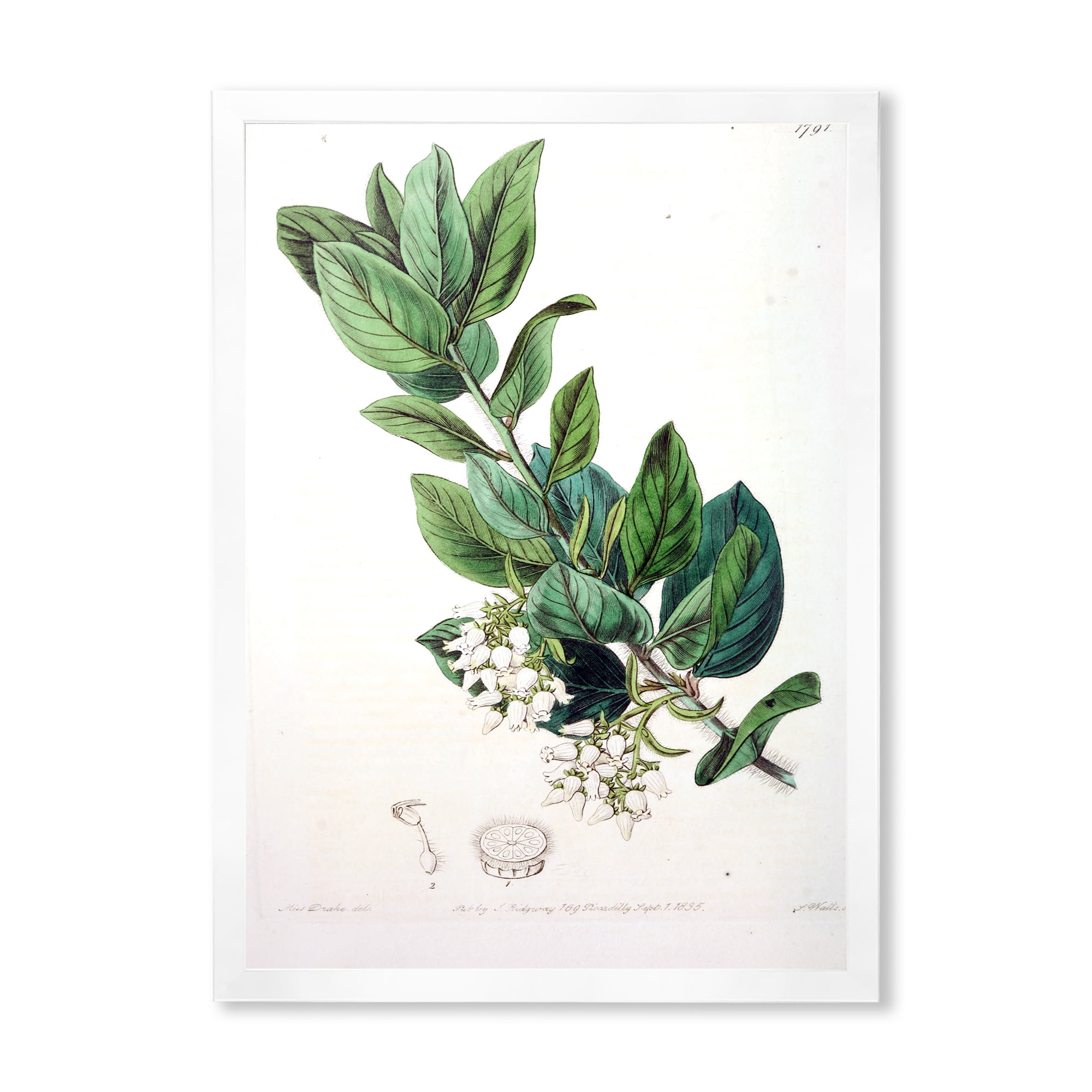 Designart 'Ancient Botanicals XX' Traditional Framed Art Print