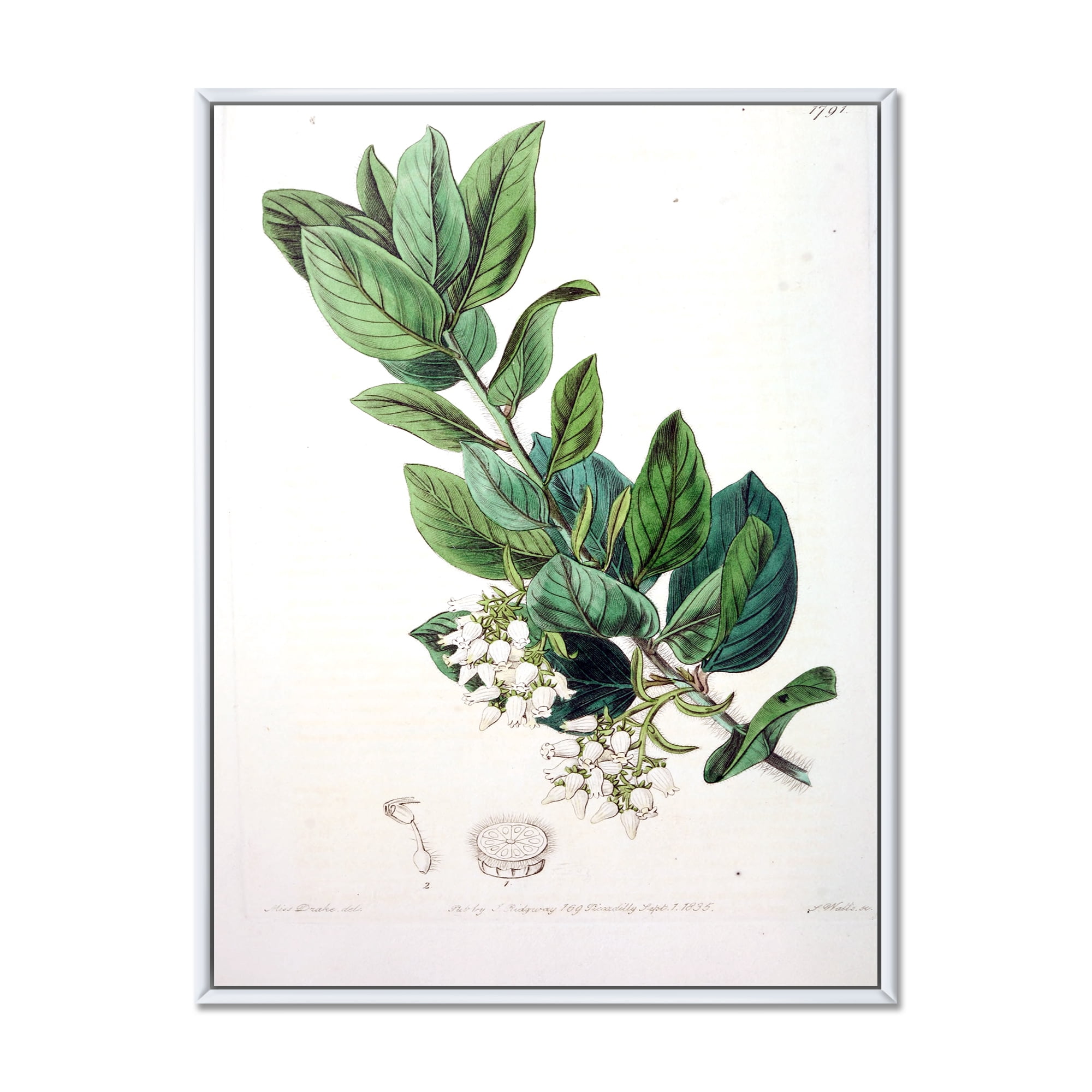 Designart 'Ancient Botanicals XX' Traditional Framed Canvas Wall Art Print
