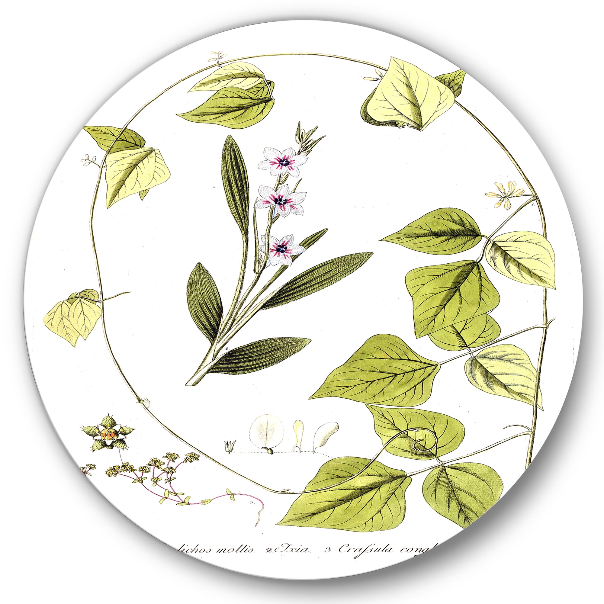 Designart 'Ancient Botanicals XXI' Traditional Circle Metal Wall Art 29x29 - Disc of 29