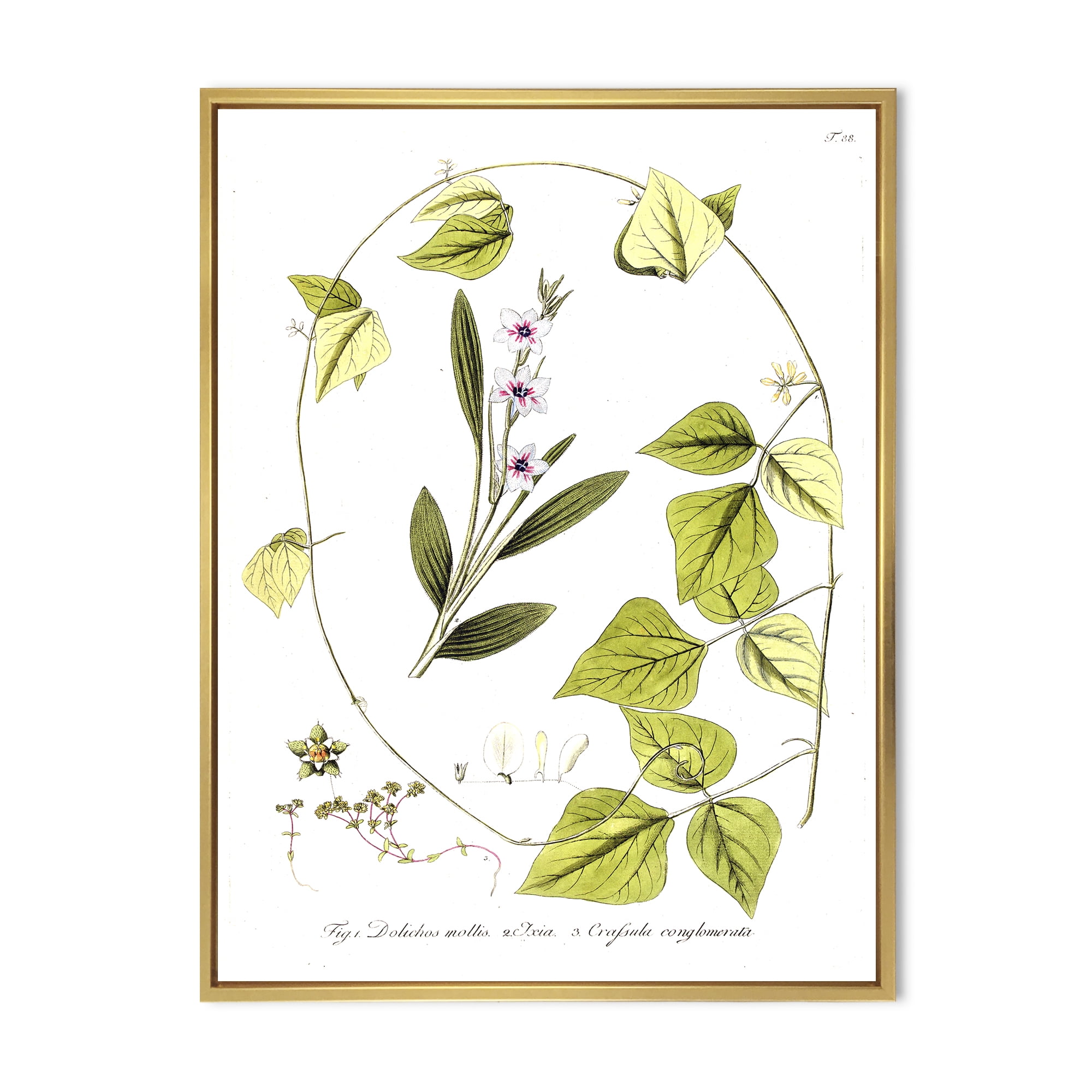 Designart 'Ancient Botanicals XXI' Traditional Framed Canvas Wall Art Print