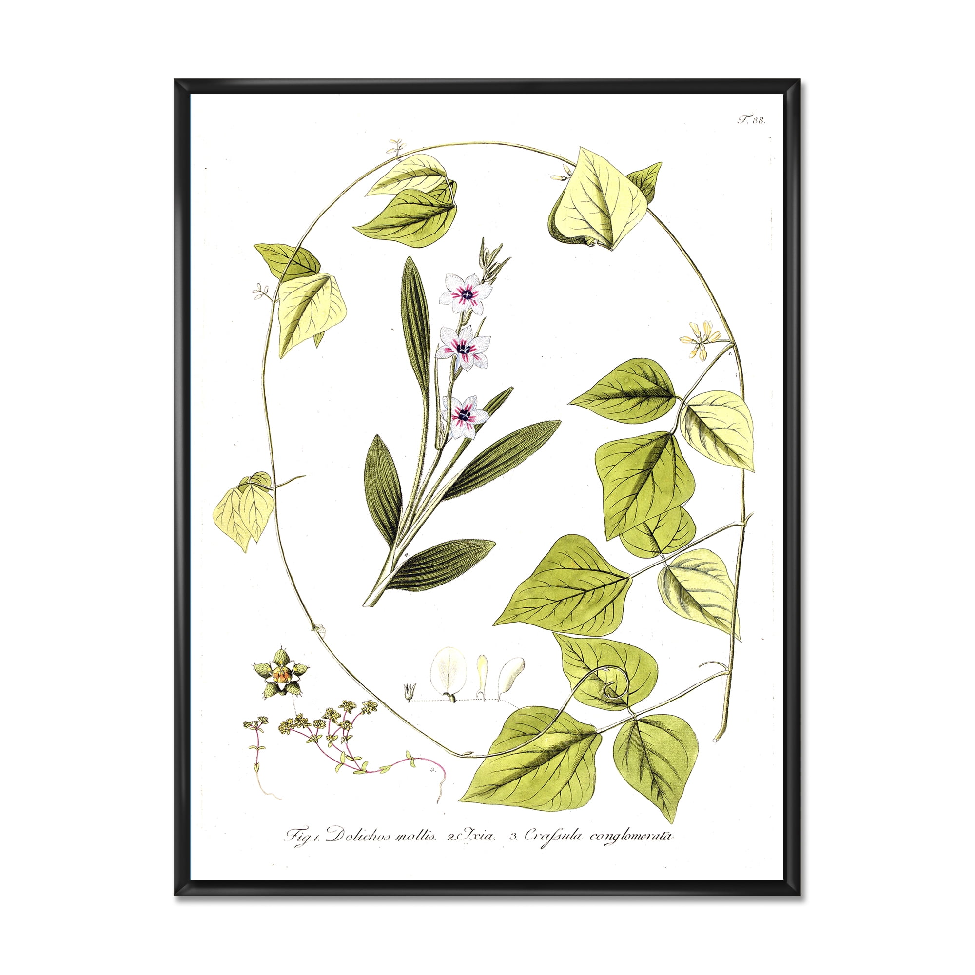 Designart 'Ancient Botanicals XXI' Traditional Framed Canvas Wall Art Print