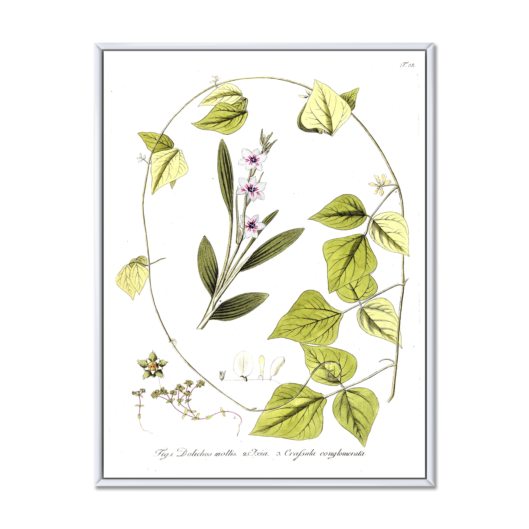 Designart 'Ancient Botanicals XXI' Traditional Framed Canvas Wall Art Print
