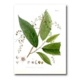 thumbnail image 1 of Designart ' Ancient Brazilian Plant I ' Traditional Canvas Wall Art Print, 1 of 4