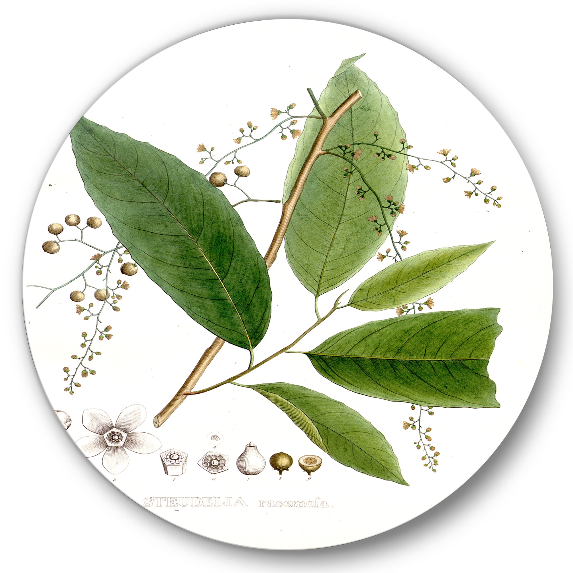 Designart 'Ancient Brazilian Plant I' Traditional Circle Metal Wall Art 11x11 - Disc of 11