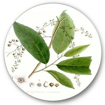 Designart 'Ancient Brazilian Plant I' Traditional Circle Metal Wall Art 36x36 - Disc of 36