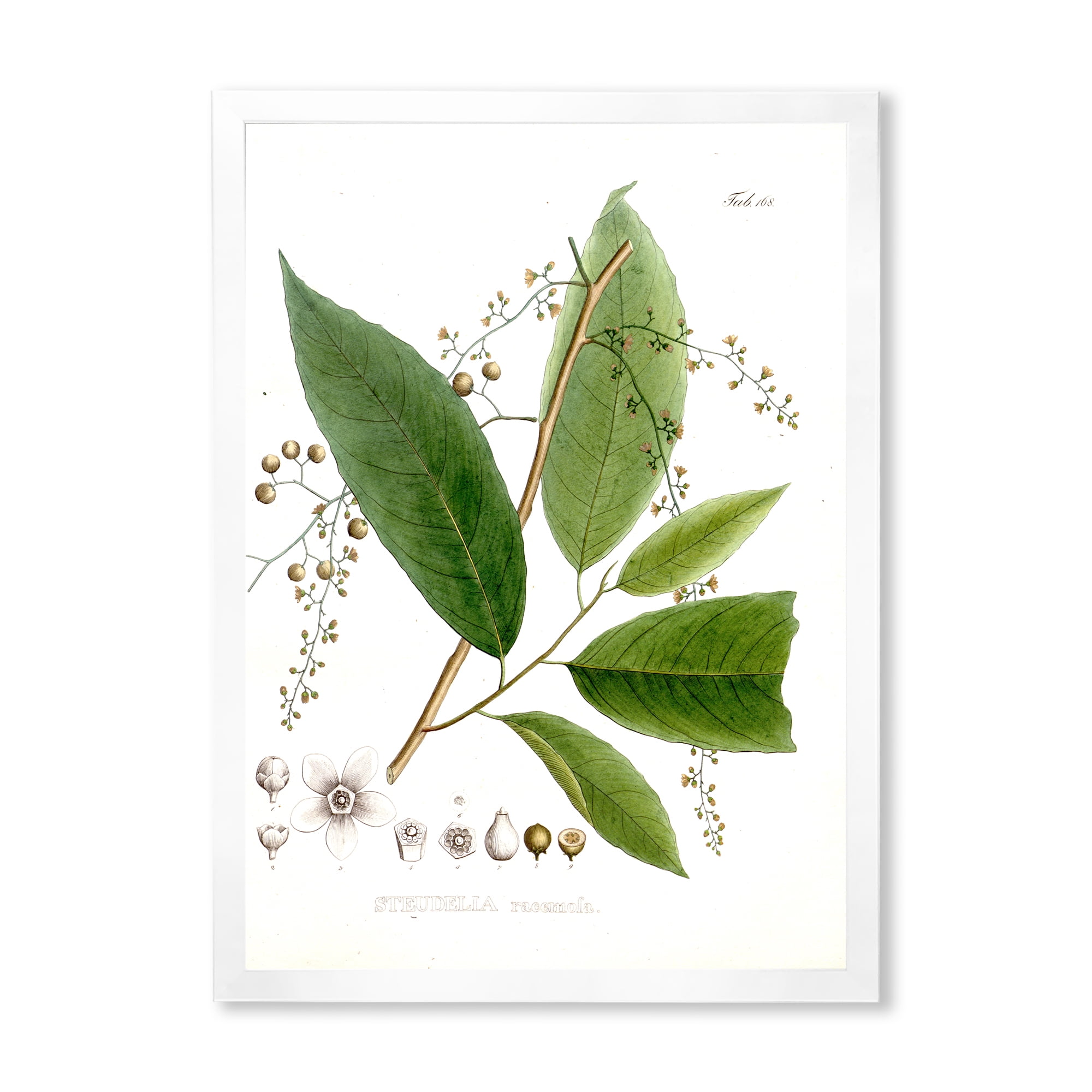 Designart 'Ancient Brazilian Plant I' Traditional Framed Art Print