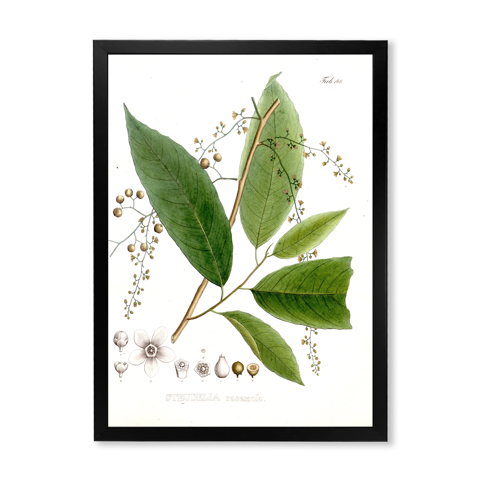 Designart 'Ancient Brazilian Plant I' Traditional Framed Art Print