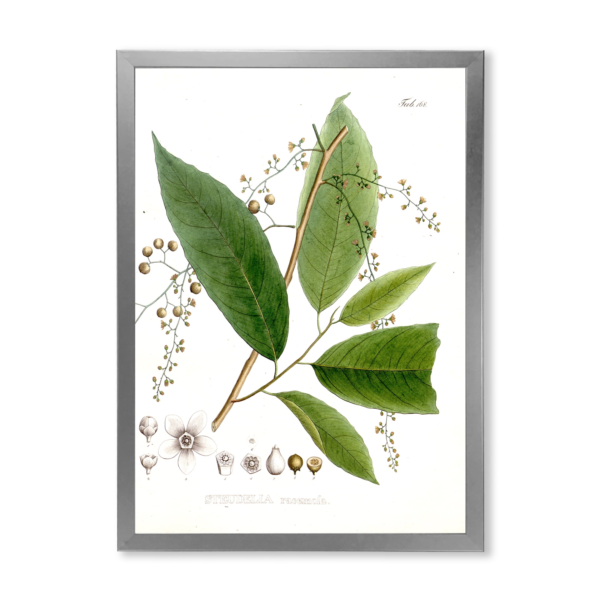 Designart 'Ancient Brazilian Plant I' Traditional Framed Art Print