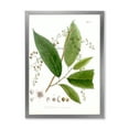 thumbnail image 1 of Designart 'Ancient Brazilian Plant I' Traditional Framed Art Print, 1 of 4