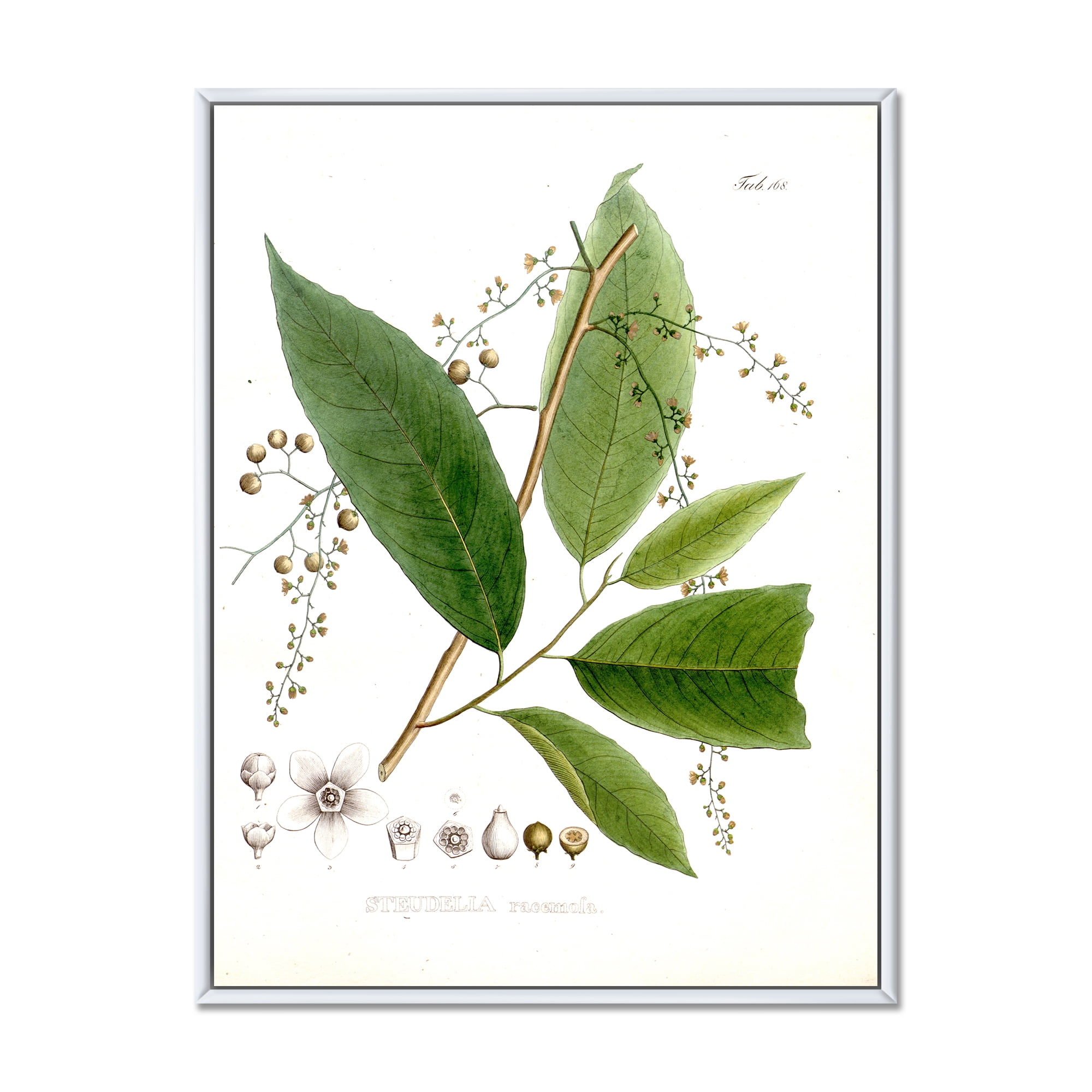 Designart 'Ancient Brazilian Plant I' Traditional Framed Canvas Wall Art Print