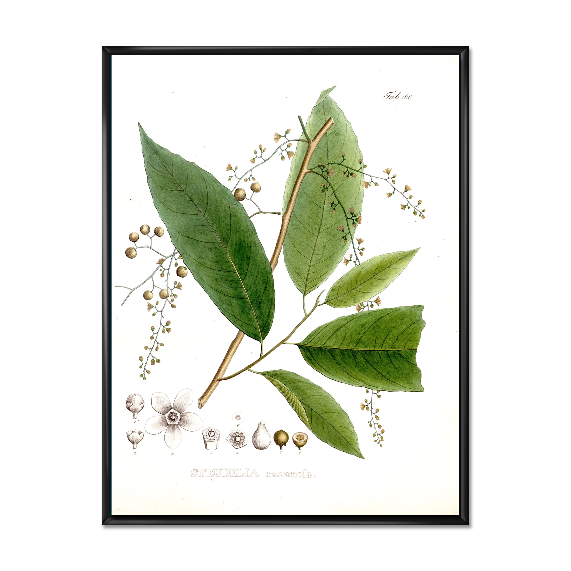 Designart 'Ancient Brazilian Plant I' Traditional Framed Canvas Wall Art Print