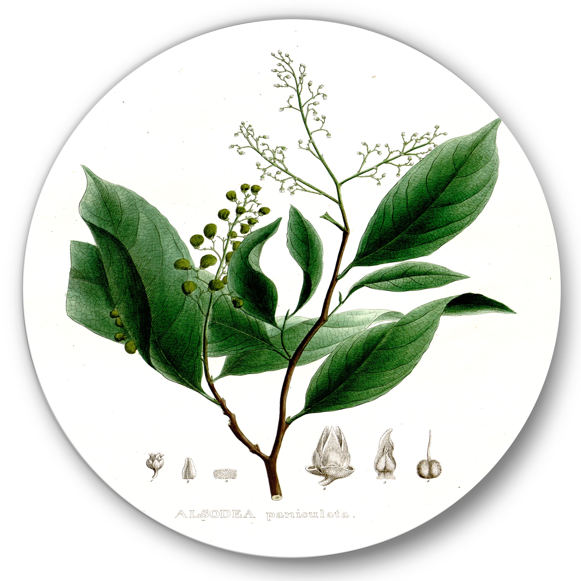 Designart 'Ancient Brazilian Plant II' Traditional Circle Metal Wall Art 11x11 - Disc of 11