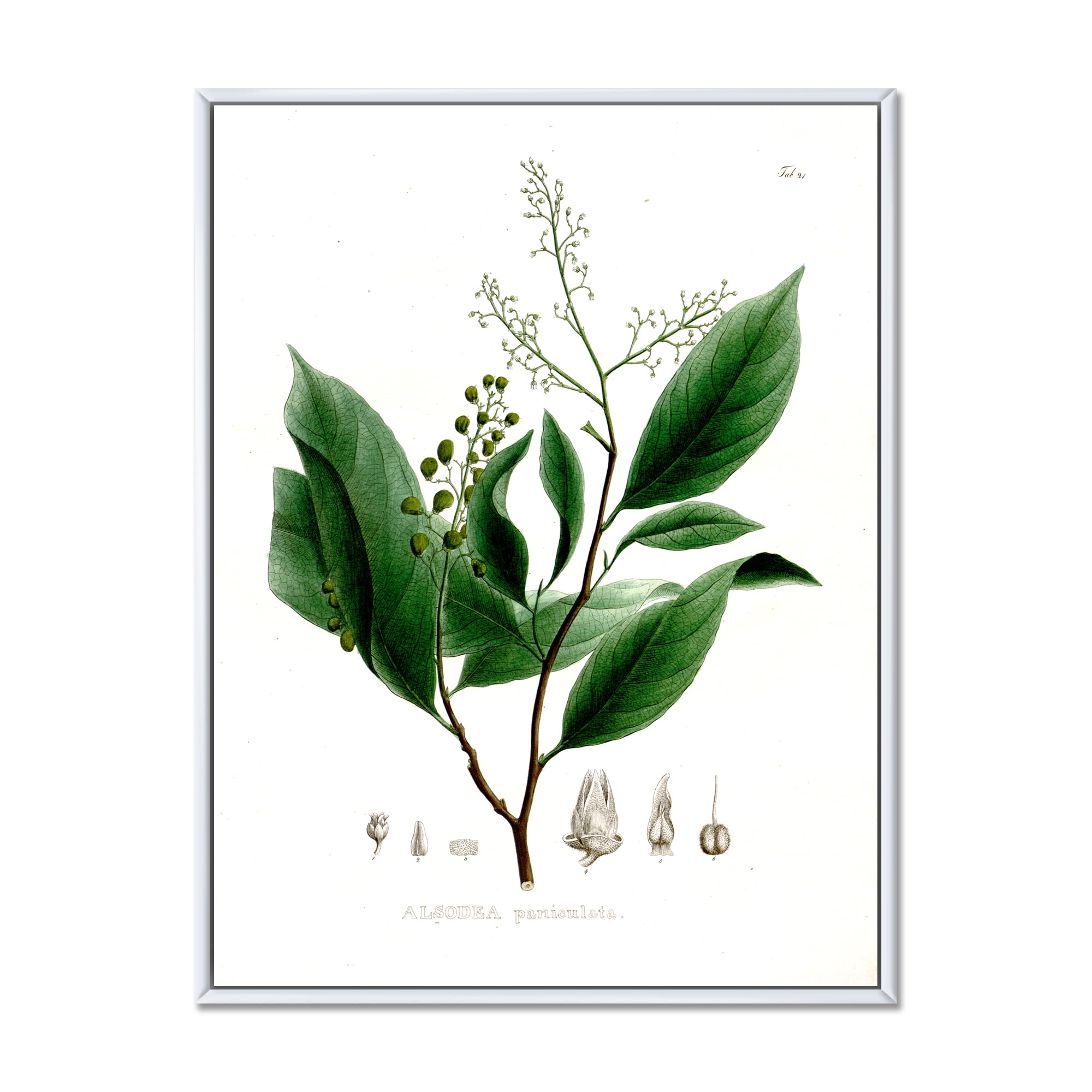Designart 'Ancient Brazilian Plant II' Traditional Framed Canvas Wall Art Print