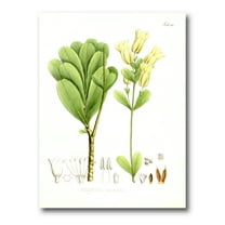 Designart ' Ancient Brazilian Plant III ' Traditional Canvas Wall Art Print