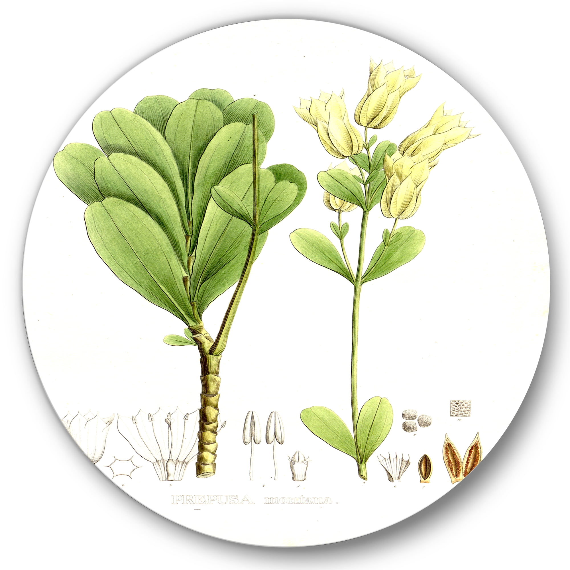 Designart 'Ancient Brazilian Plant III' Traditional Circle Metal Wall Art 11x11 - Disc of 11