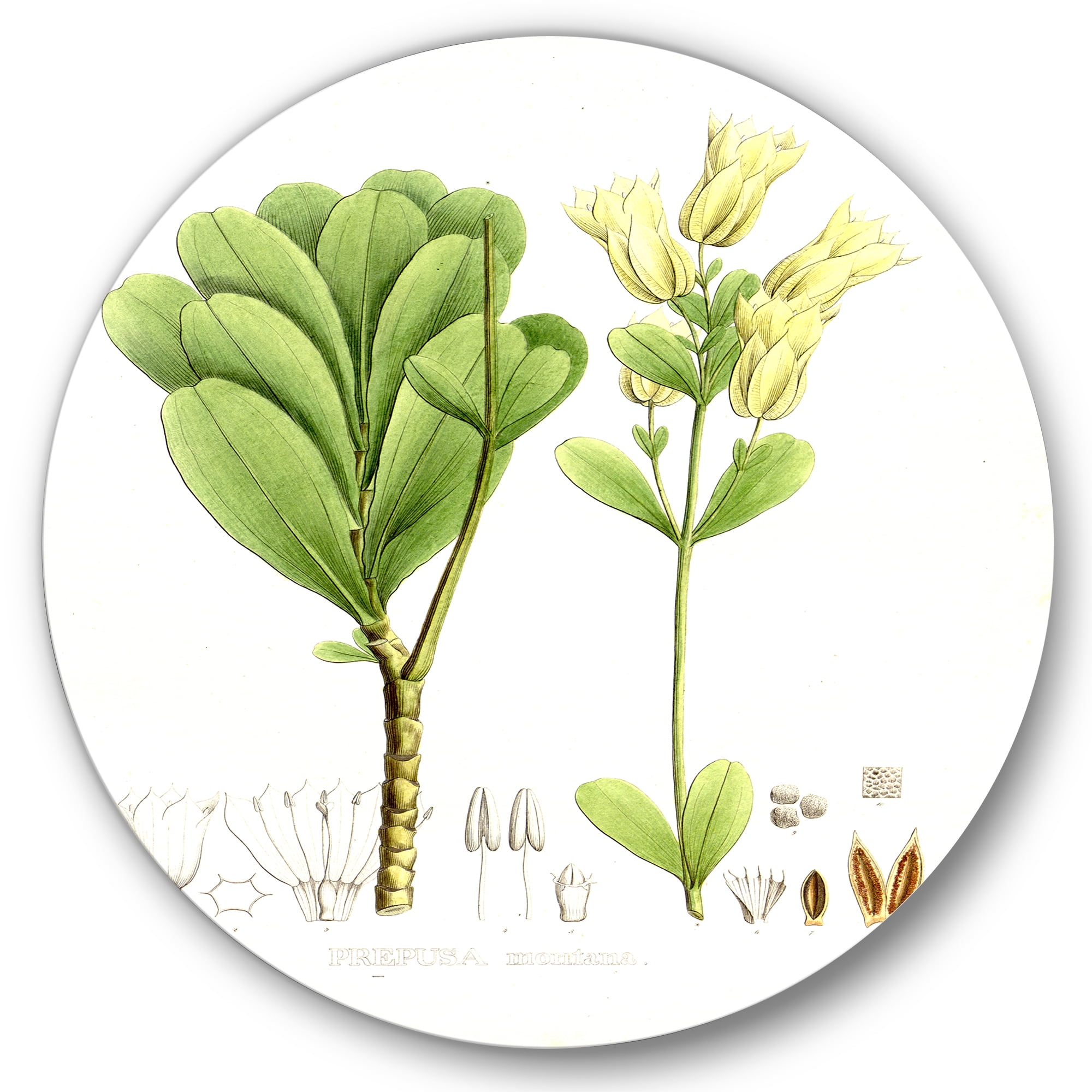 Designart 'Ancient Brazilian Plant III' Traditional Circle Metal Wall Art 29x29 - Disc of 29