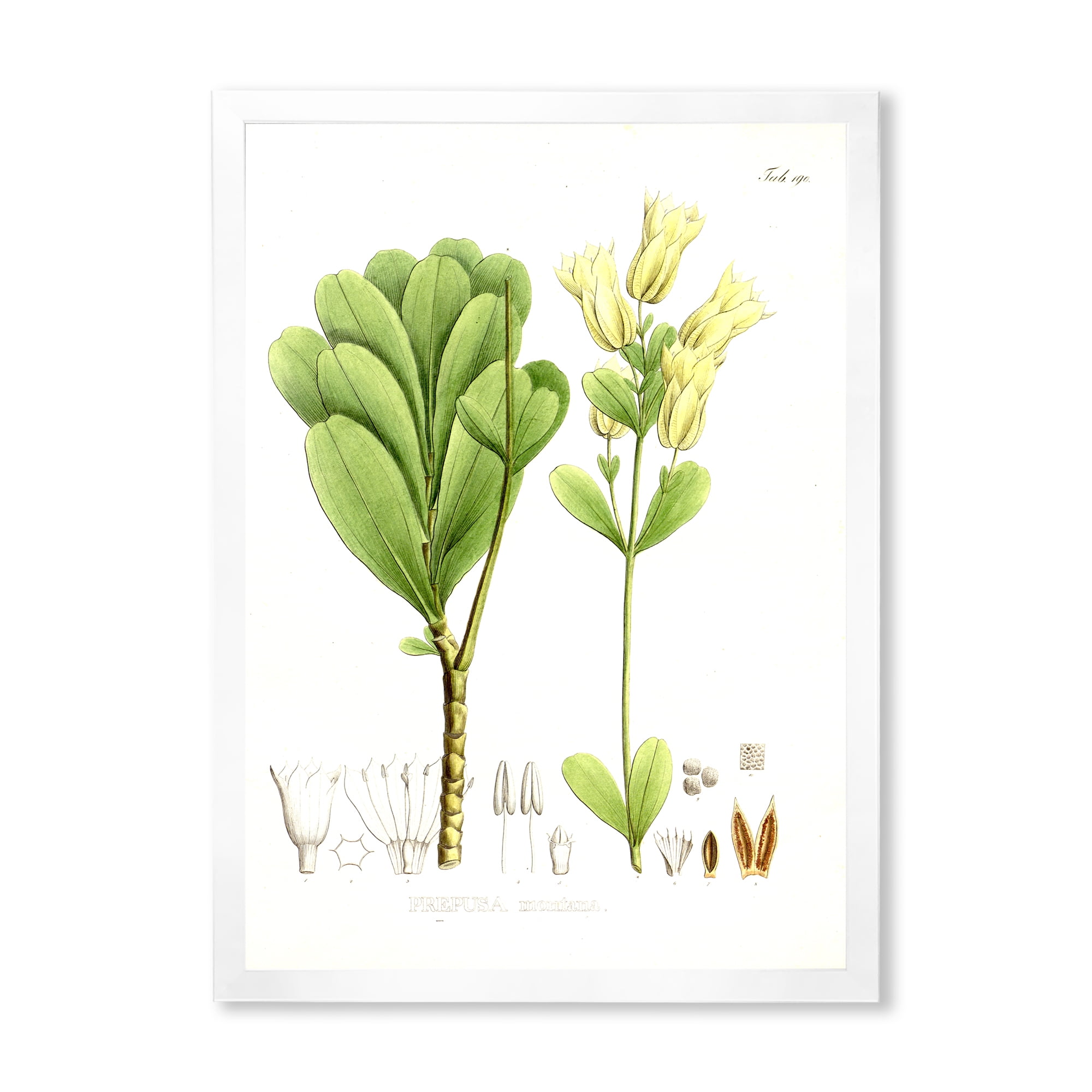 Designart 'Ancient Brazilian Plant III' Traditional Framed Art Print