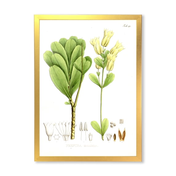 Designart 'Ancient Brazilian Plant III' Traditional Framed Art Print