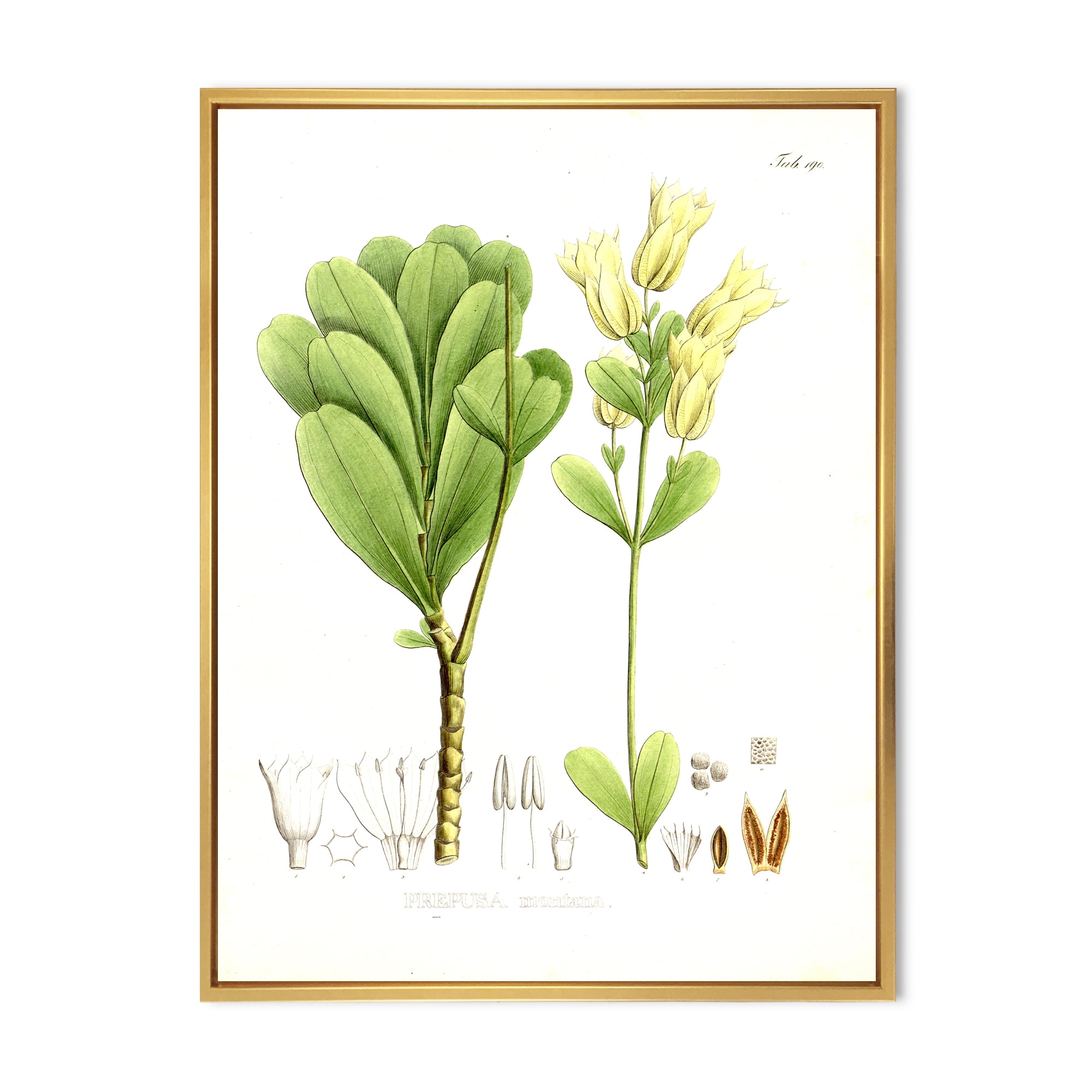 Designart 'Ancient Brazilian Plant III' Traditional Framed Canvas Wall Art Print
