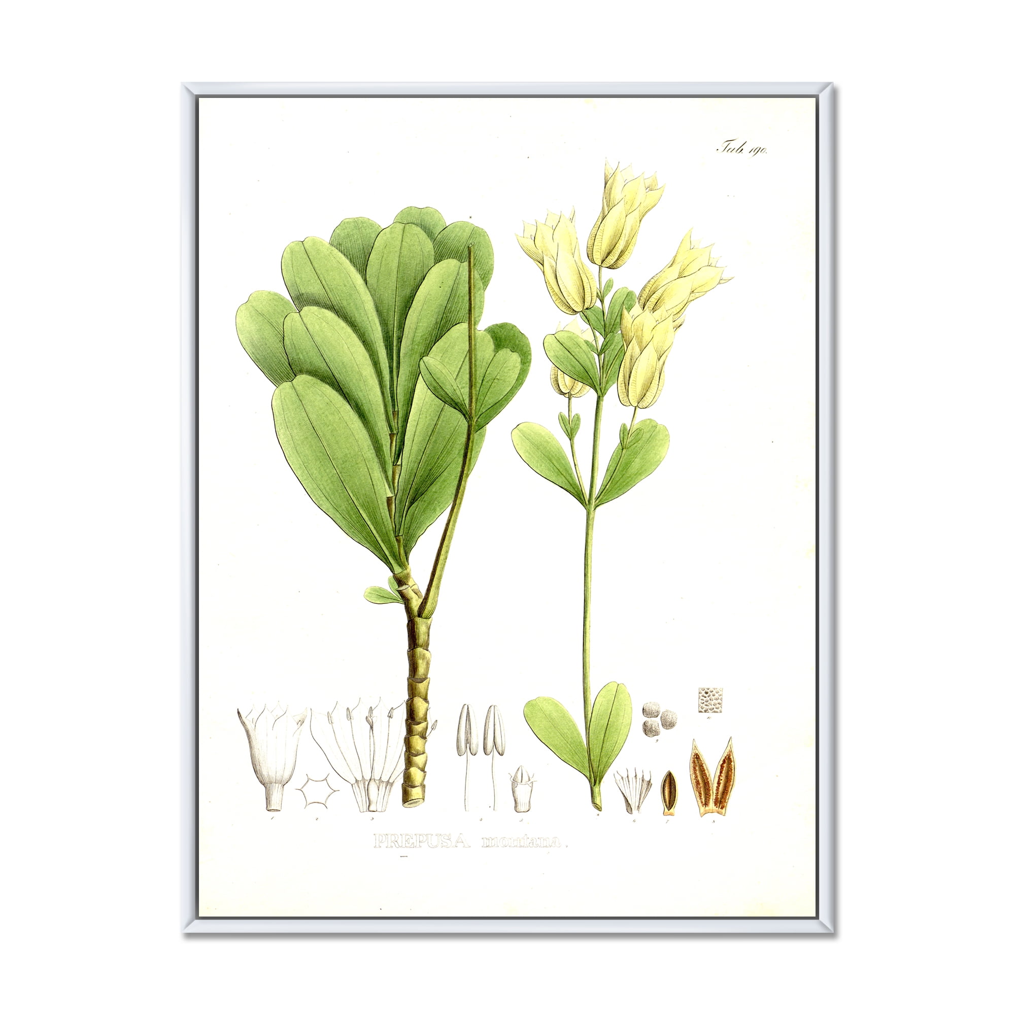 Designart 'Ancient Brazilian Plant III' Traditional Framed Canvas Wall Art Print