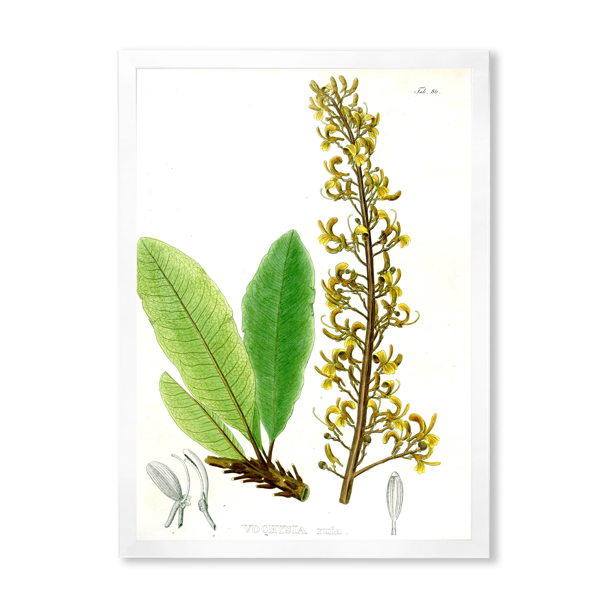 Designart 'Ancient Brazilian Plant IV' Traditional Framed Art Print