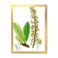 thumbnail image 1 of Designart 'Ancient Brazilian Plant IV' Traditional Framed Art Print, 1 of 4